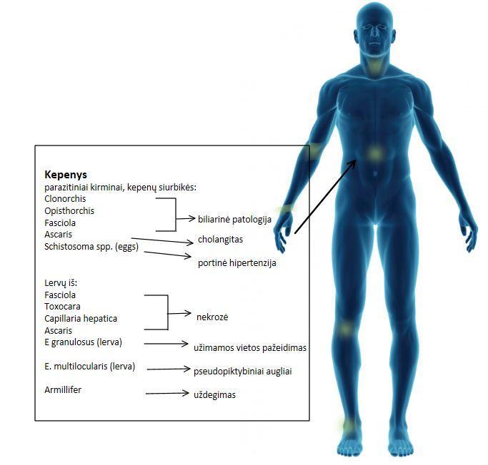 Aktualios Kepenų Parazitozės Trematodai (Siurbikės), kepenų, plaučių ir žarnyno kirmėlės - svarbūs ligų sukėlėjai.