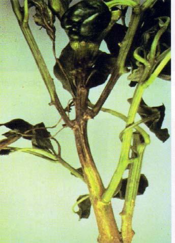 πιπεριάς από Phytophthora. Εικόνα 5.