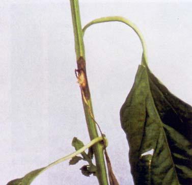 Φυτό πιπεριάς προσβεβληµένο από το µύκητα Fusarium oxysporum f.sp. capsici. Eικονα 13. Έντονο σύµπτωµα φουζαριώσης πάνω σε βλαστό πιπεριάς. 2.8.