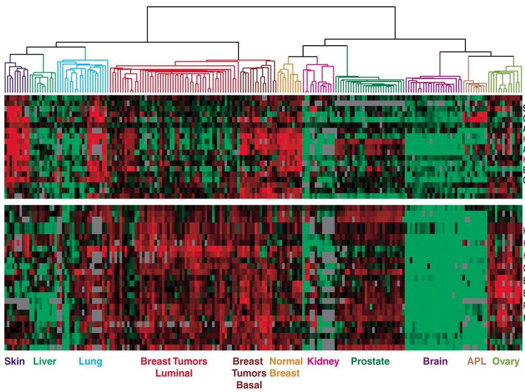 Dendrogram of cancers in human Tumors in similar tissues cluster together.