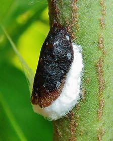 Pulvinaria vitis Τάξη: Homoptera Οικογένεια: