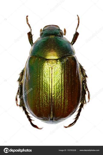 Anomala vitis Τάξη: Coleoptera Οικογένεια: