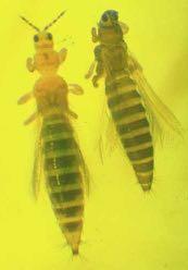 Frankliniella occidentalis Τάξη: Thysanoptera Οικογένεια: Thripidae