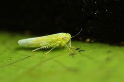 Empoasca vitis Τάξη: Hemiptera Οικογένεια: Ciccadellidae