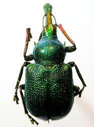 Byctiscus betulae Τάξη: Coleoptera Οικογένεια: Attelabidae