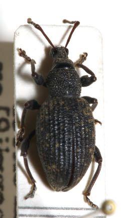 Otiorrhynchus sulcatus Τάξη: Coleoptera Οικογένεια: Curculionidae