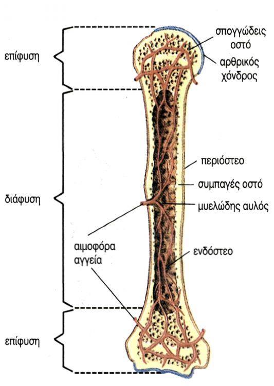 Στοιχεία δομής και φυσιολογίας του οστού Δομικά στοιχεία του οστού: Περιόστεο Οστίτης ιστός (σπογγώδες και φλοιώδες οστό) Αρθρικός χόνδρος Μυελός Αγγεία Τα οστά αποτελούνται από οργανικό και ανόργανο