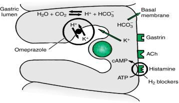 SINH LÝ SINH LÝ Histamine ảnh hưởng gián tiếp lên acetylcholine và gastrin bằng cách gắn kết vào thụ thể H2 của tế bào oxyntic -> tăng nồng độ adenosine monophosphate vòng (camp) -> tăng tiết acid