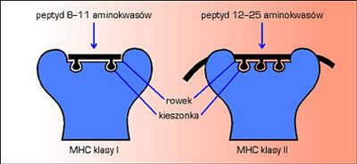 α1 και α2 πεδία (MHC τάξης