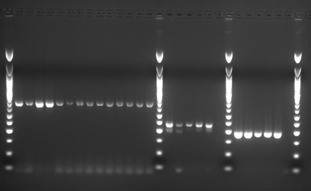 Gelurile de agaroză au fost realizate şi migrate utilizînd sistemul Sub-Cell System for Submerged Horizontal Electroforesis, Bio-Rad.