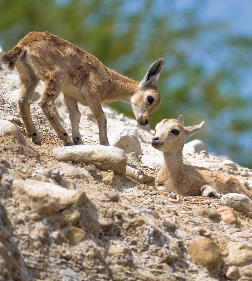 יעלים צילם: