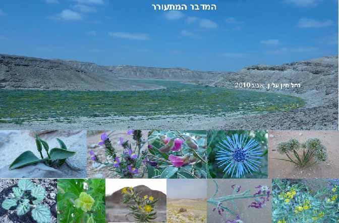 נספח- 4 סקר צומח בדרום פרויקט פיילוט מוגש למאר ג: תוכנית ניטור לאומית למגוון ביולוגי בישראל צוות דרום, ורשות הטבע והגנים. דודי ריבנר קיבוץ אילות. דפנה כרמלי קיבוץ סמר.