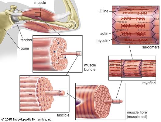 Μυϊκή Συστολή Τύποι σκελετικών μυών Ε. Παρασκευά Αναπλ.