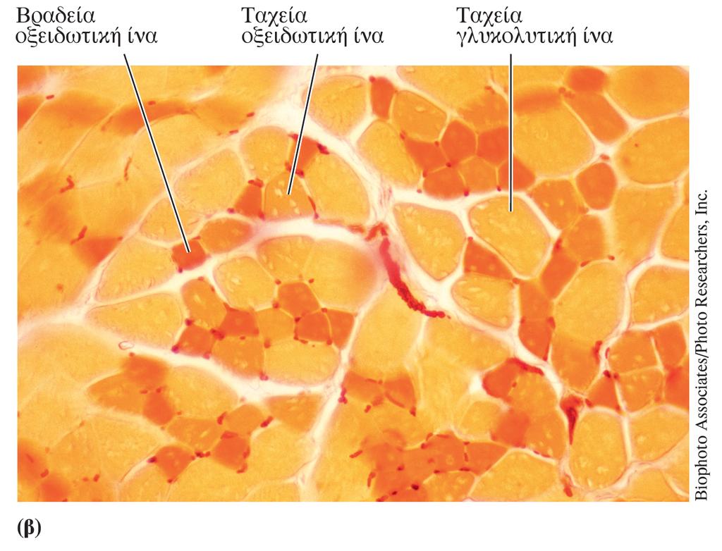 Τύποι σκελετικών μυϊκών ινών Οι σκελετικές μυϊκές ίνες διαφέρουν ως προς τα μηχανικά και μεταβολικά τους χαρακτηριστικά Ταξινομούνται με βάση: Τη μέγιστη