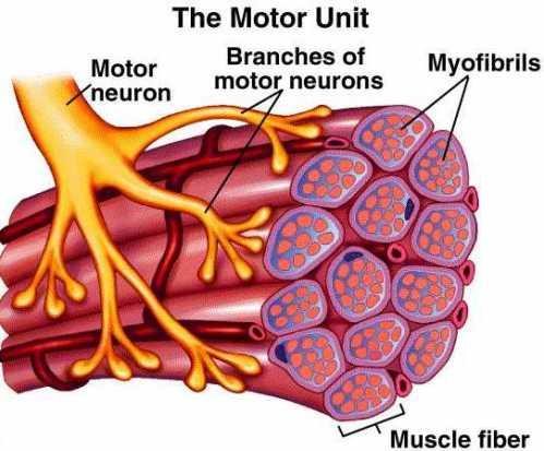 Κινητική μονάδα Κινητική μονάδα: Κινητικός νευρώνας μαζί με τις μυϊκές ίνες που νευρώνει Όταν