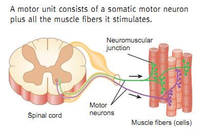 μονάδας συστέλλονται Ένας κινητικός νευρώνας νευρώνει πολλές μυϊκές ίνες Κάθε μυϊκή ίνα