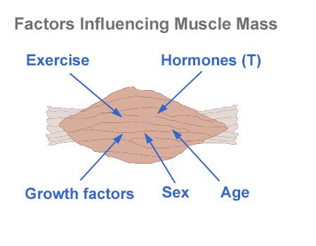 Παράγοντες που επηρεάζουν την μυϊκή μάζα ü Νευρική διέγερση ü Συσταλτική δραστηριότητα ü Παράγοντες που απελευθερώνονται από