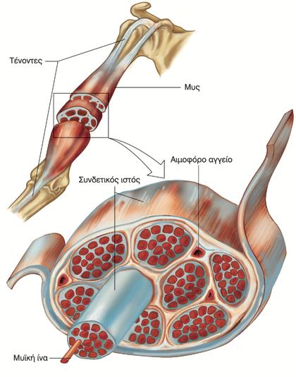 Οι σκελετικοί μυς συνδέονται στα οστά με