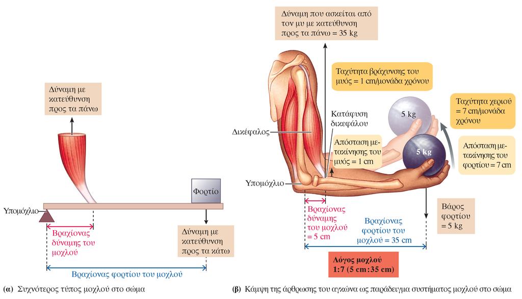 Δράση μυών και οστών ως μοχλών L.
