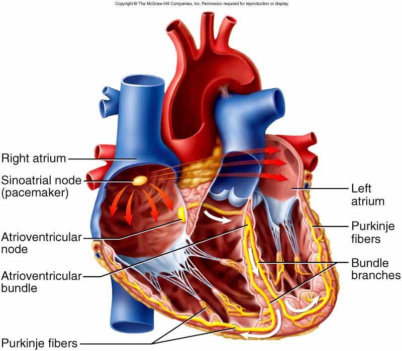Conducerea impulsului electric în Este realizată de către ţesutul nodal al inimii format din: inimă Nodul sino-atrial Nodul atrio-ventricular Fasciculul Hiss Atriul