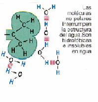 hidrófobas é