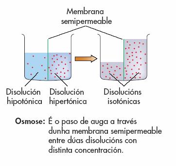 Enténdese por presión osmótica á presión que sería necesaria