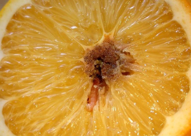 Εικόνα 5 Προσβολή από T. leucotreta σε εσωτερικό πορτοκαλιού. Σημ.: Οι Φωτογραφίες είναι από τον οργανισμό EPPO. 8.