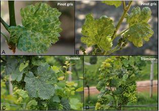 Μολυσµατικός εκφυλισµός της αµπέλου ιός Grapevine