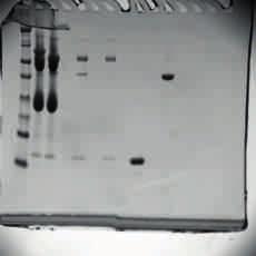 ملخصات األبحاث أبحاث 1 2 3 4 5 6 6 5 4 3 2 1 CD8 أ مستقب ل الخلة التا ة الخلة التا ة السامة للخلاا خارج الخلة ب مرك د TMD0 TAP2 TAP1 TMD0 Mitofusin 2 maintains haematopoietic stem cells with