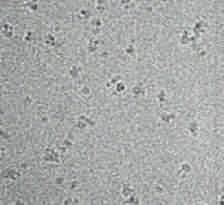 1038/nature16500 العصارة الخلوة الشبكة الا دوبلامة MHC I المحمل بالببتد PLC MHC I الخال بروتووم TAP2 TAP1 الببتد ج و ر ج و تش ومالؤه أول بة مجهرة بتبرد العة للاقل TAP وهو اقل ببتد محور للئة ا أ الولى