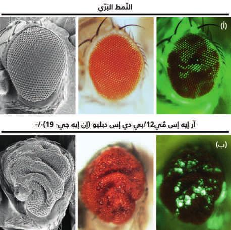 أبحاث ملخصات األبحاث فسفرة ال( NLCR4 ) ضرورة عمل مستقبلNLRC4 كمستقبل للجسم اللتهاب وكجزء مهم ف ظام الماعة الفطرة.
