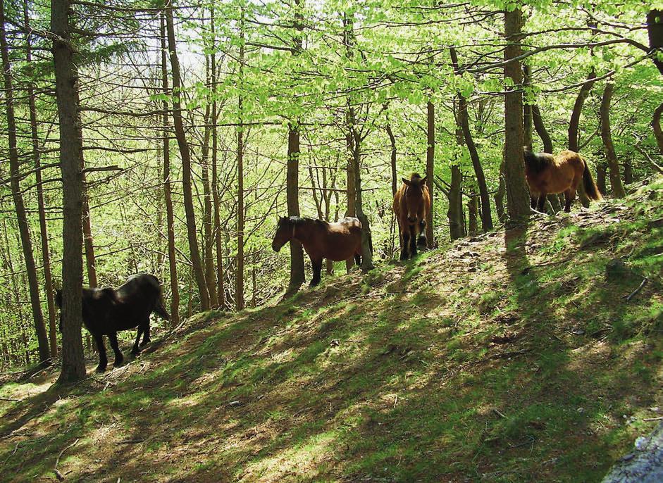 ... 4... BASAMORTUA ETA BASAMORTUTZEA Euskal Herrian, lurra minez Galarraga Aiestaran, Ana Elhuyar Zientziaren Komunikazioa A. GALARRAGA Badago basamorturik Euskal Herrian?