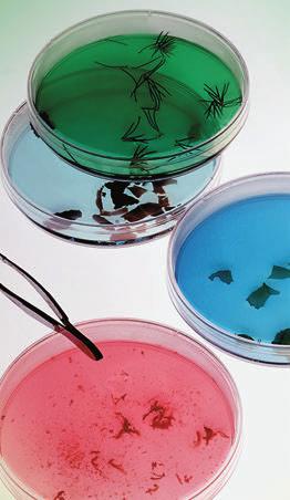 EPSRC MEDIKUNTZA Zelula amak lortu dituzte sagu helduen esperman SAGU HELDUEN BARRABILETATIK zelula amak lortu dituzte Alemaniako ikertzaile batzuek.