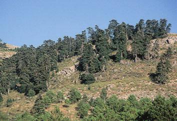 5 6 7 BASAMORTUA ETA BASAMORTUTZEA lurraren degradazioa borrokatzeko hitzarmenean (UNCCD), Nazio Batuek definizio bat adostu zuten.