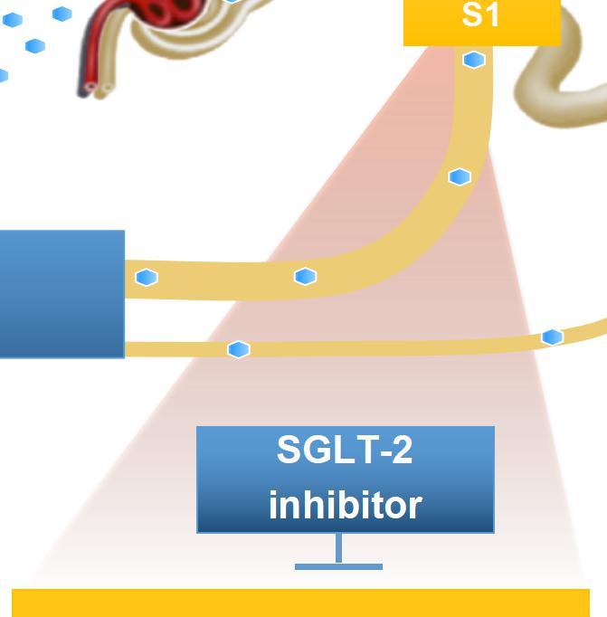 Proximal tubule Distal tubule Collecting duct Glucose
