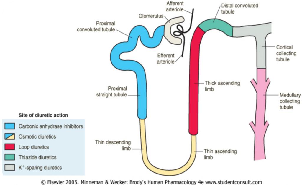Nephron sites of