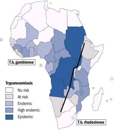 Αφρικανική Τρυπανοσωμίαση (νόσος