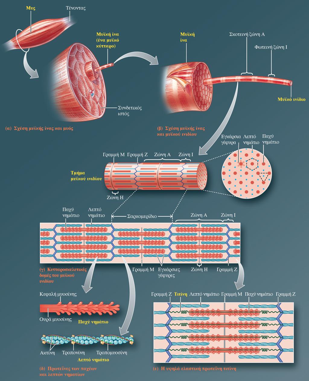 Μυϊκή ίνα Επίπεδα οργάνωσης των σκελετικών μυών Μυς: μυϊκές ίνες & συνδετικός ιστός (όργανο) Μυς Μυϊκή ίνα (κύτταρο) Μυϊκό ινίδιο Παχέα & Λεπτά νημάτια Μυϊκό ινίδιο