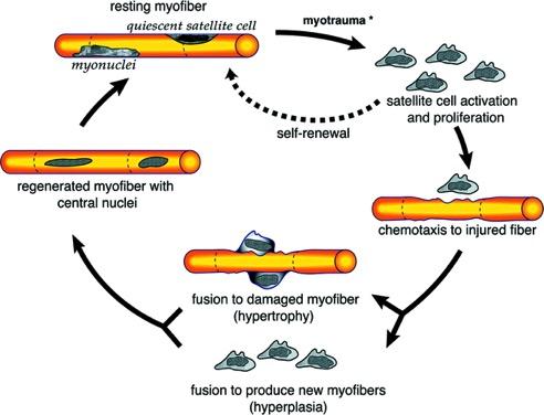Αποκατάσταση βλάβης του σκελετικού μυ μετά από τραύμα Τραυματισμός Τοξίνες Ασθένειες