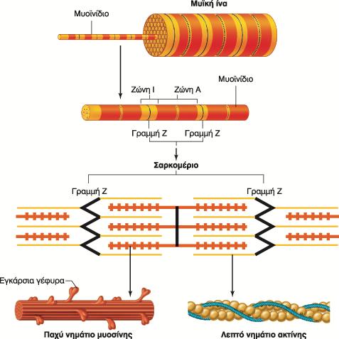 Διάμετρος 1-2μm Μήκος = μυϊκή ίνα Μυοϊνίδιο Κυλινδρική δομή με εναλλασόμενες Σκοτεινές ζώνες Α Φωτεινές ζώνες Ι Παχέα νημάτια