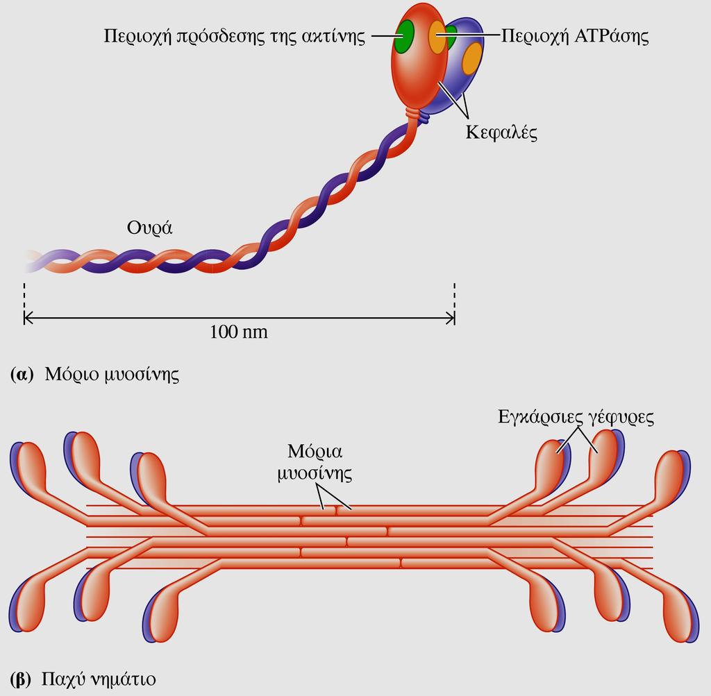 Η δομή των μορίων της μυοσίνης Η οργάνωσή τους σε παχέα νημάτια Μυοσίνη 2 υπομονάδες ü επίμηκες ουραίο τμήμα ü σφαιρική κεφαλή θέση δέσμευσης της ακτίνης θέση με ενεργότητα ATPάσης Παχύ νημάτιο