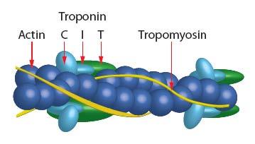 Τροπομυοσίνη σύνδεση με έλικα ακτίνης.