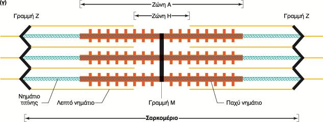 Γραμμή Ζ πρωτεΐνες διασύνδεσης Νημάτια τιτίνης Σαρκομέριο: Η