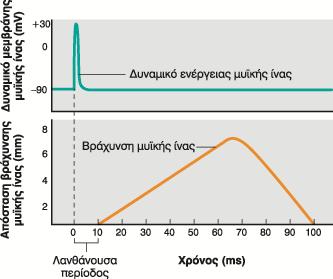 Σχέση ΔΕ και συστολής μυϊκής ίνας Η ηλεκτρική δραστηριότητα (δυναμικό