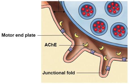 μεμβράνης της μυϊκής ίνας που βρίσκεται κάτω από τη νευρική απόληξη