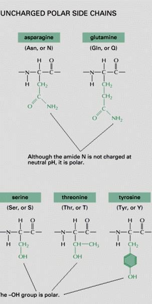 Πολικά (υδρόφιλα) serine threonine cysteine tyrosine