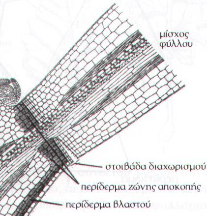 Φύλλο Αποκοπή δομικές & χημικές μεταβολές σκούρο δαχτυλίδι Στοιβάδα διαχωρισμού: μικρά κύτταρα με πολλούς αμυλοπλάστες