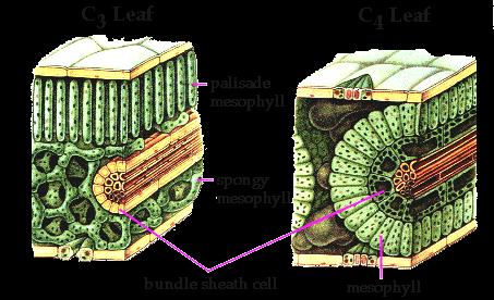 Φύλλο C 4 φυτών C 4 φωτοσύνθεση αρχική δέσμευση