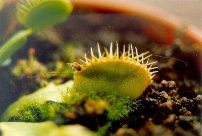 Dionaea