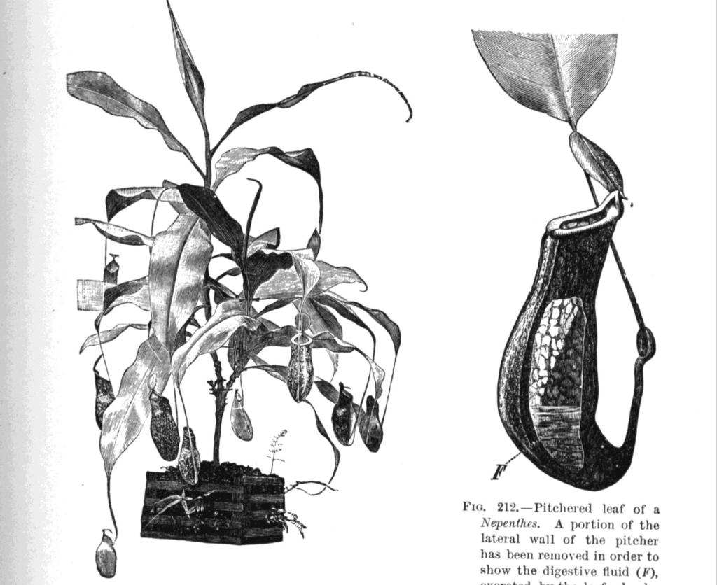 Nepenthes